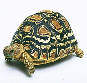 �q���E�����K��