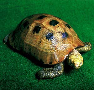 �G�����K�[�^���N�K��