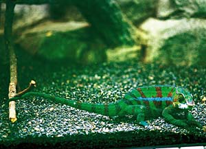 �p���T�[�J�����I��