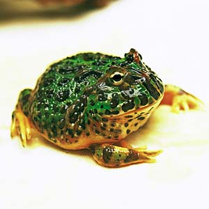 �x���c�m�K�G��