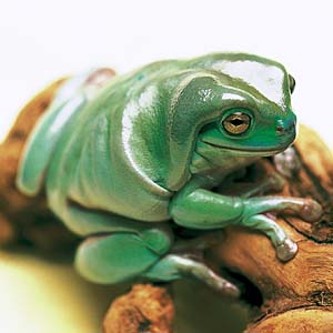 �C�G�A���K�G��