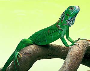 �O���[���C�O�A�i