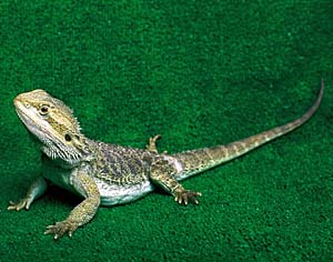 �t�g�A�S�q�Q�g�J�Q