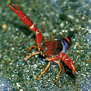 �A�����J�U���K�j