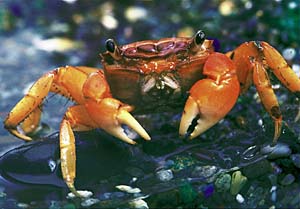 �x���P�C�K�j