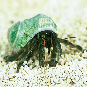 �I�J���h�J��