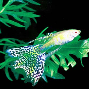 �L���O�R�u���X�����[�O�b�s�[�i���A�����b�h�A�C�A���r�m�E�L���O�R�u���X�����[�j