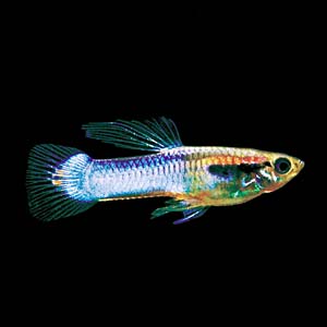 �W���p���u���[���C���h�O�b�s�[