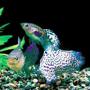 �V���o�[�u���[�O���X�O�b�s�[