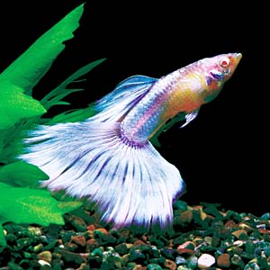 �g�p�[�Y�O�b�s�[�i���A�����b�h�A�C�A���r�m�g�p�[�Y�j