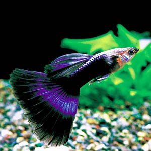 �l�I���^�L�V�[�h�O�b�s�[