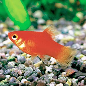 ���b�h�v���e�B