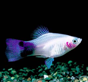 �z���C�g�~�b�L�[�}�E�X�v���e�B