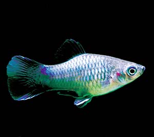 �u���[���O���[���v���e�B