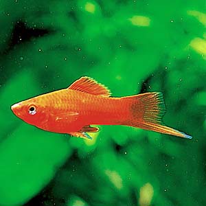 ���b�h�\�[�h�e�[��