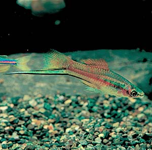 �l�I���\�[�h�e�[��