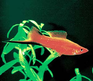 ���O�\�[�h�e�[��