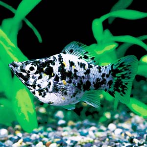 �}�[�u���o���[�����[���[