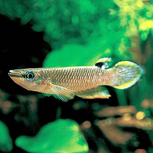 �A�v���P�C���X�p���`���N�X