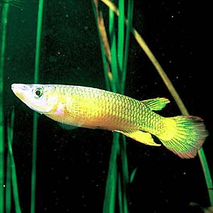 �l�I���O���[���p���`���N�X