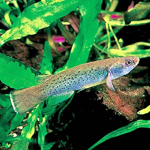 ���r�����X�E�}�O�_���i�G