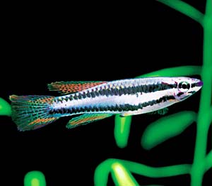 �A�t�B�I�Z�~�I����r�^�G�j�A�[�^���g���S�X�hSP.