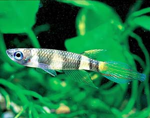 �v�Z�E�h�G�s�v���e�B�X�E�A�j�����C�^�X