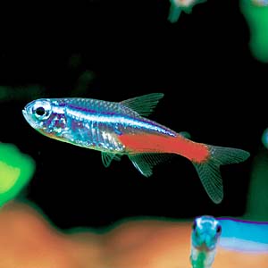 �l�I���e�g��