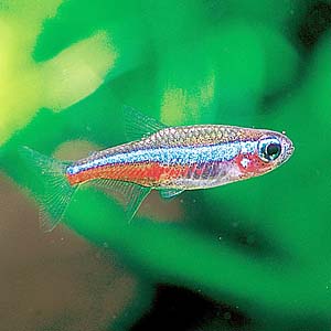 �O���[���l�I���e�g��