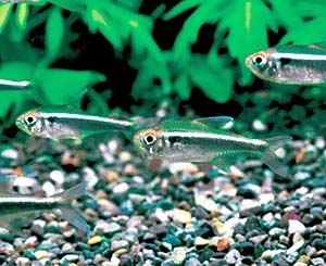 �u���b�N�l�I���e�g��