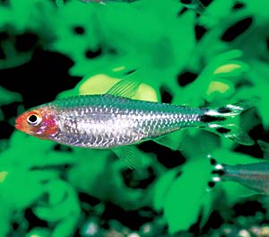 ���~�[�m�Y�e�g��