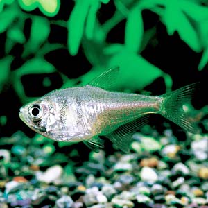 �t���[���e�g��