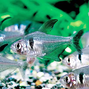 �u���b�N�t�@���g���e�g��