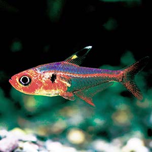 ���b�h�t�@���g���e�g��