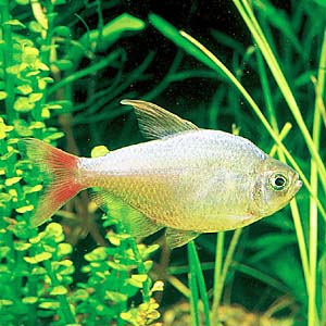 �R�����r�A���b�h�t�B���e�g��