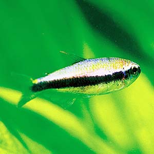 �C���p�C�N�e�B�X�P���[