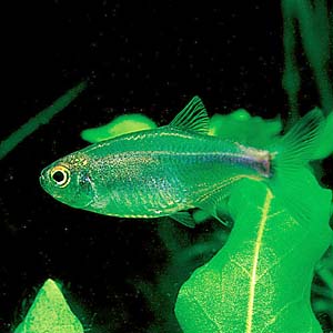 �u���[�e�g��