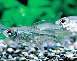 �_�C�������h�e�g��