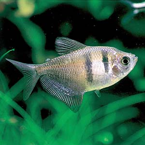 �u���b�N�e�g��