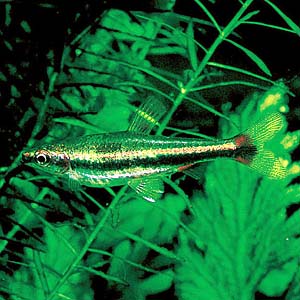 �y���V���t�B�b�V��