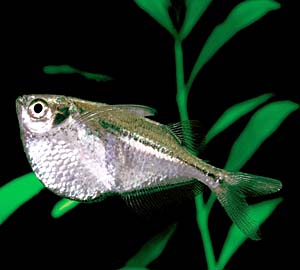 �V���o�[�E�n�`�F�b�g