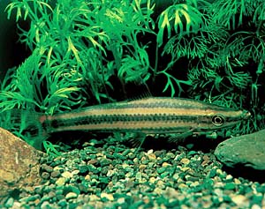 �A�m�X�g���X�E�A�m�X�g���X