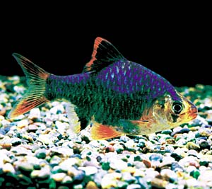 �O���[���X�}�g��