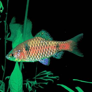 �I�f�b�T�o���u