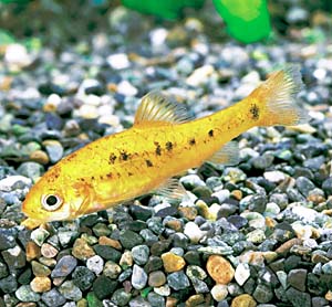 �S�[���f���o���u