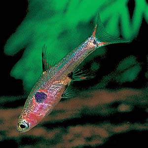 ���X�{���E�}�N���[�^