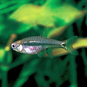 ���X�{���E�E���t�^���}