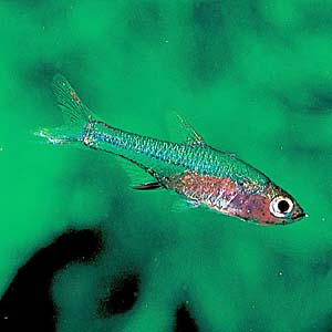 ���X�{���E�A�N�Z�����f�B