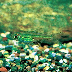 �~�N�����X�{����l�I���O���[��