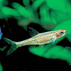 ���b�h���C�����X�{��